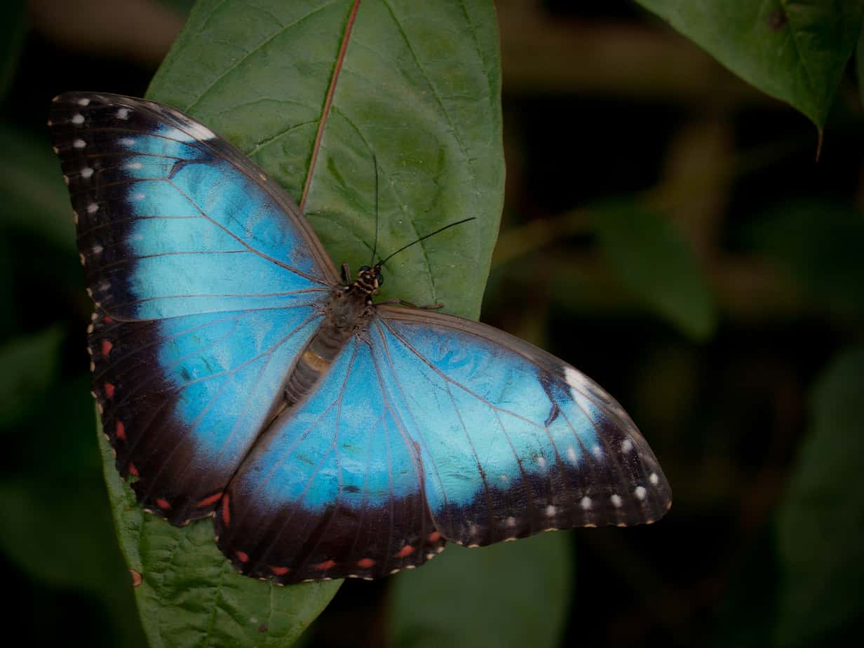 How does the Morpho butterfly get its shimmer?