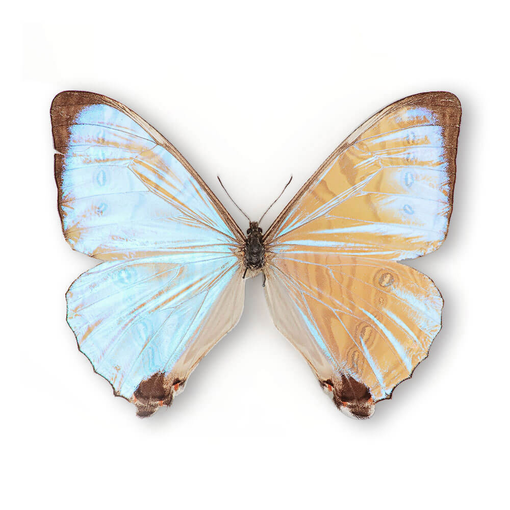 Morpho Sulkowskij Cluster Pendant