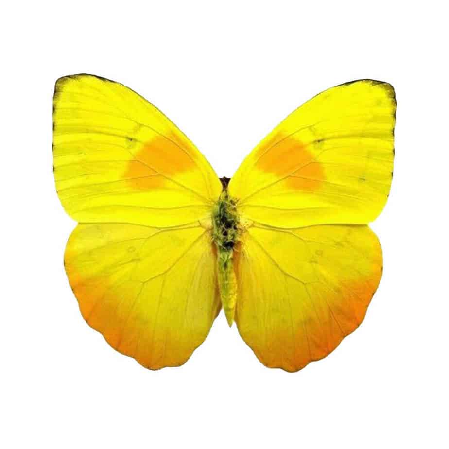 Phoebus Philea Cluster Pendant