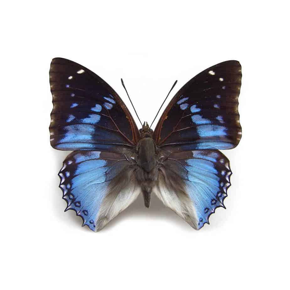 Charaxes Smaragdalis Bottom Wing Cluster Pendant