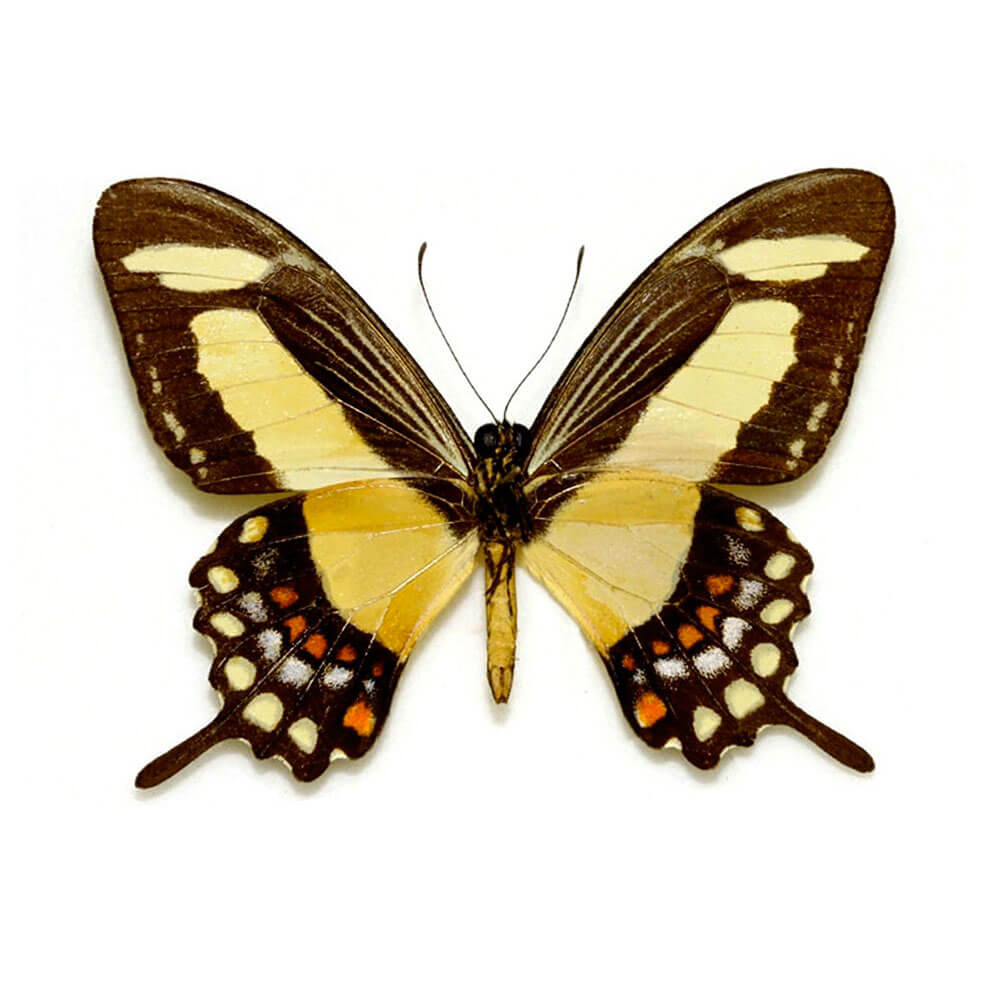 Papilio Torquatus Torquatus Small Hind Wing Pendant