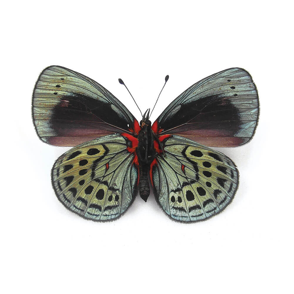 Callithea Leprieuri Small Hind Wing Pendant