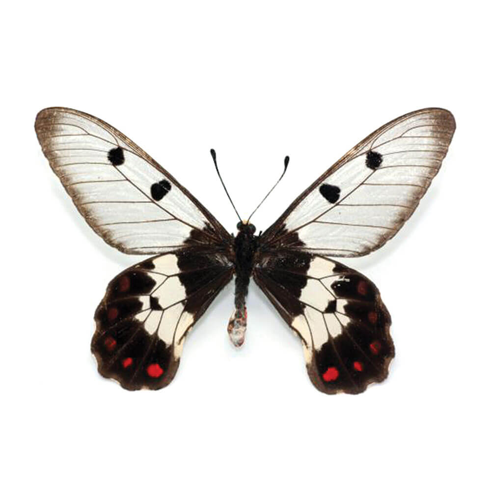 Cressida Insularis Small Hind Wing Pendant