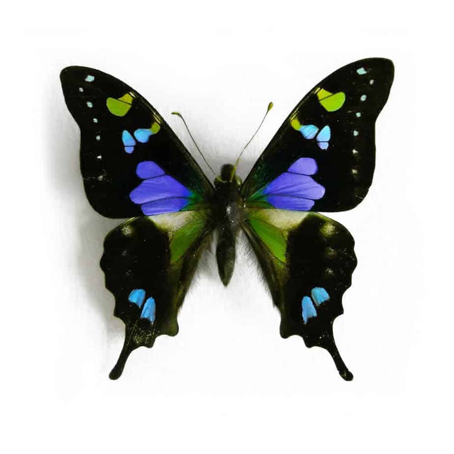 Papillon Belle butterfly Graphium Weiskei