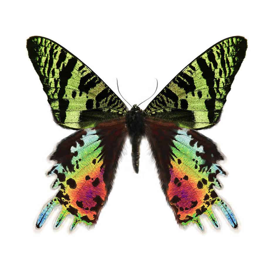 Urania Chrysiridia Rhipheus Fore Wing Cluster Pendant