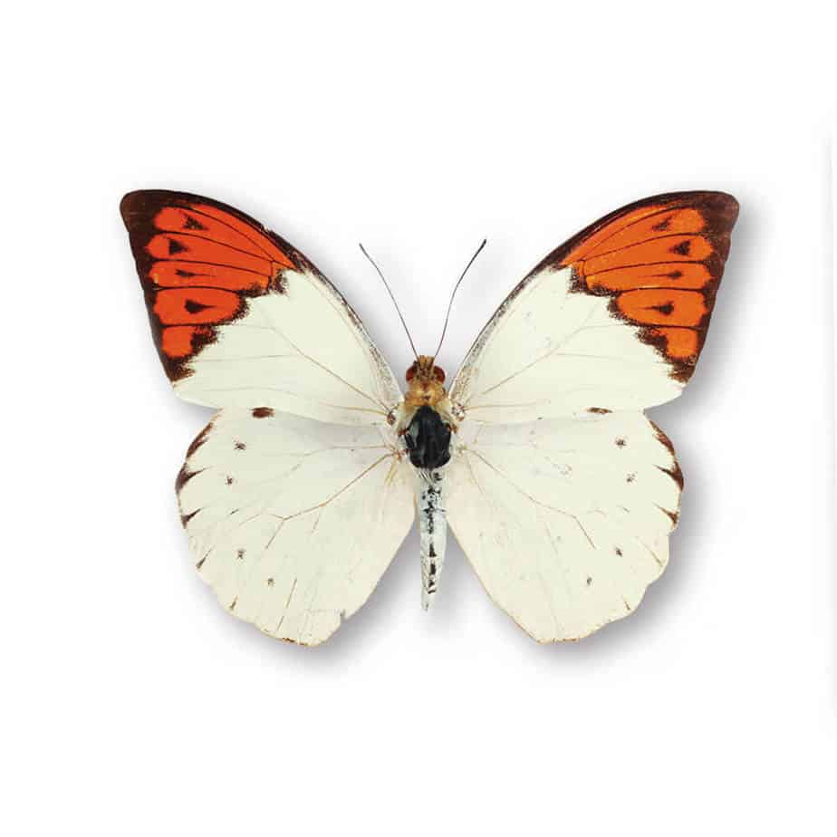 Hebomina Glaucippe Aturia Single Pendant
