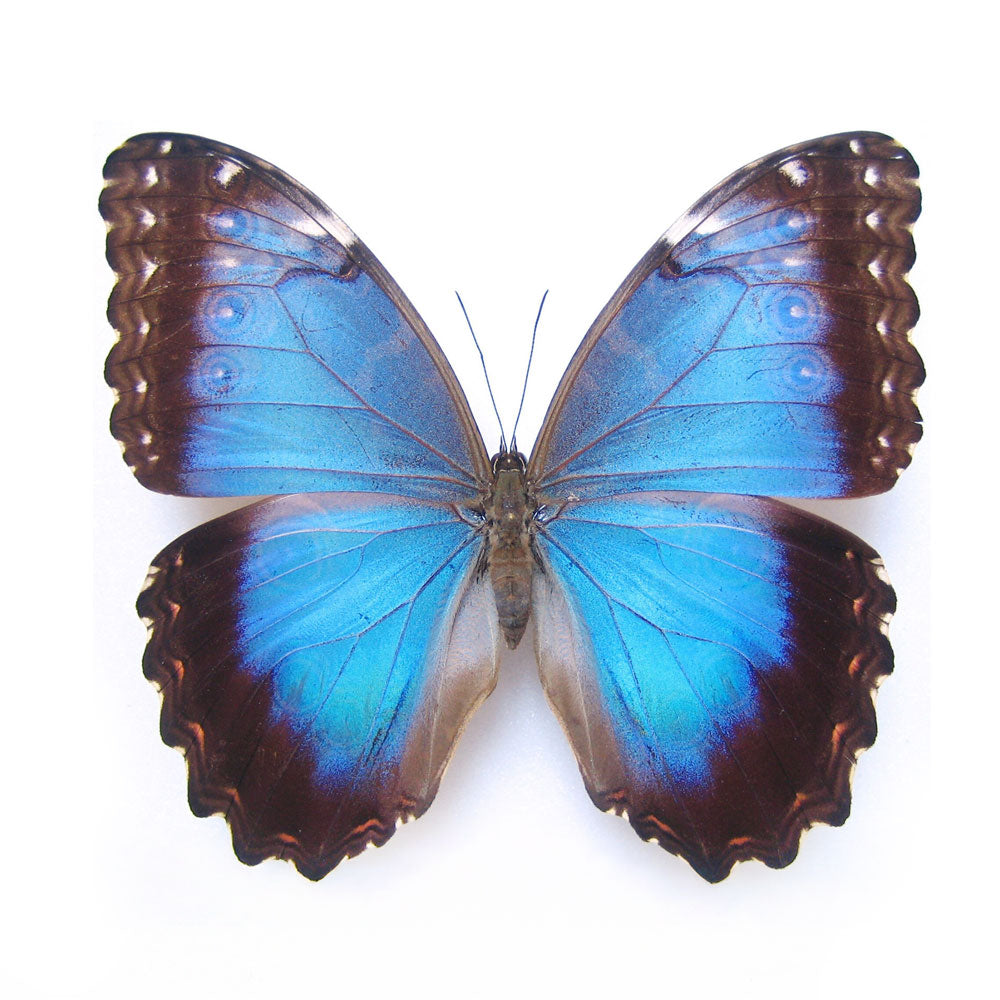 Morpho Peleides (Female) Single Pendant