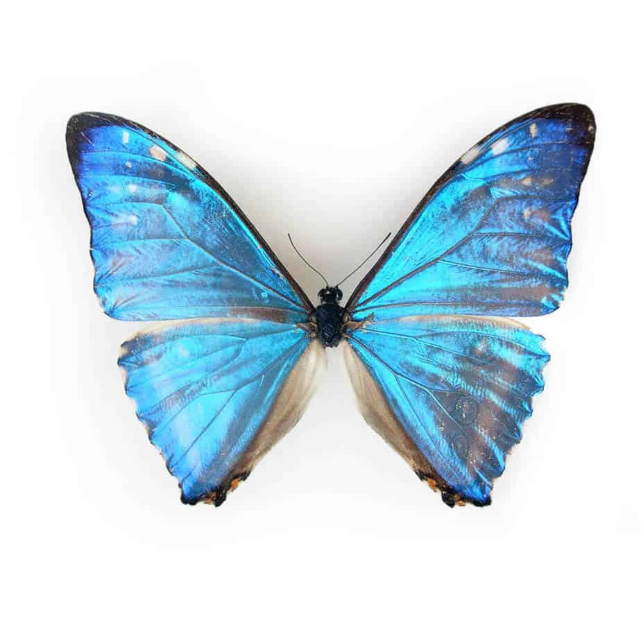 Morpho Zephyritis Cluster Pendant