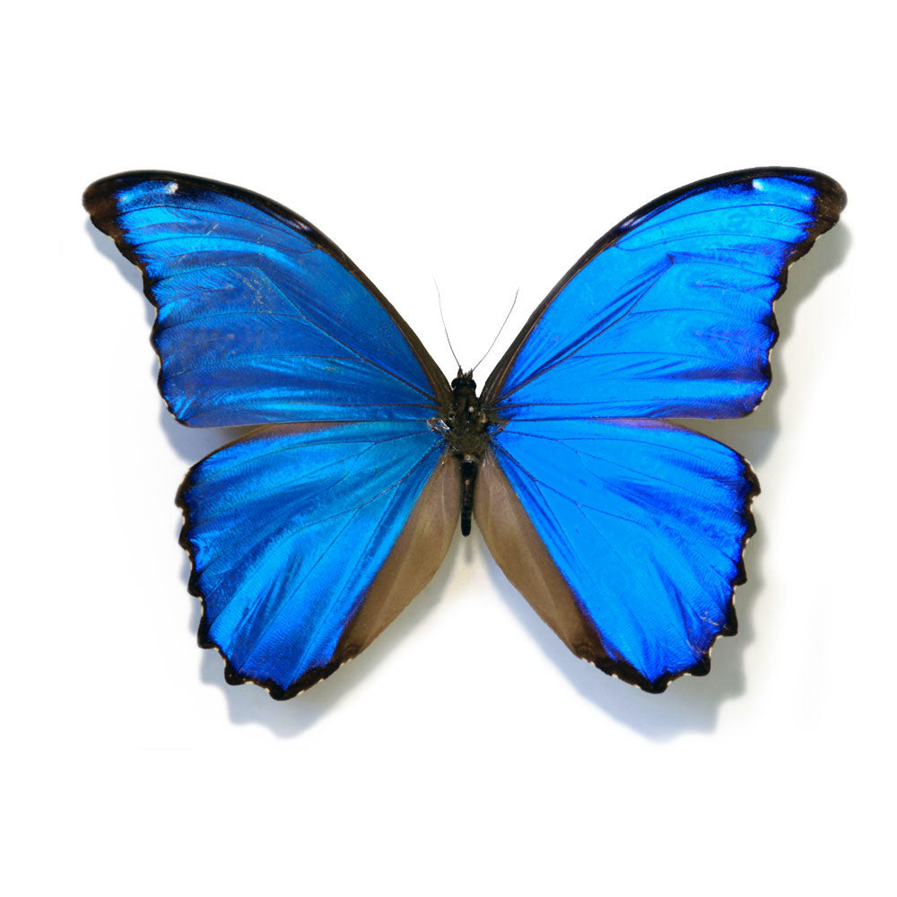 Morpho Didius Small Hind Wing Pendant