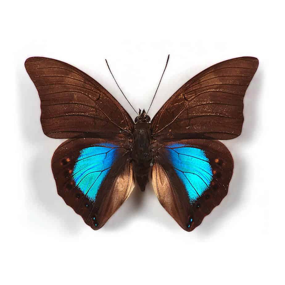 Prepona Norepa Chromus Cluster Pendant