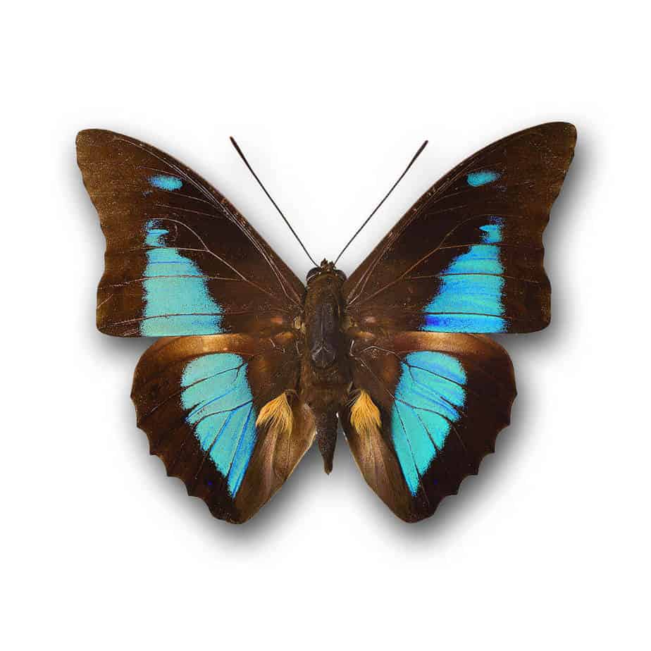 Prepona Lycomedes Cluster Pendant