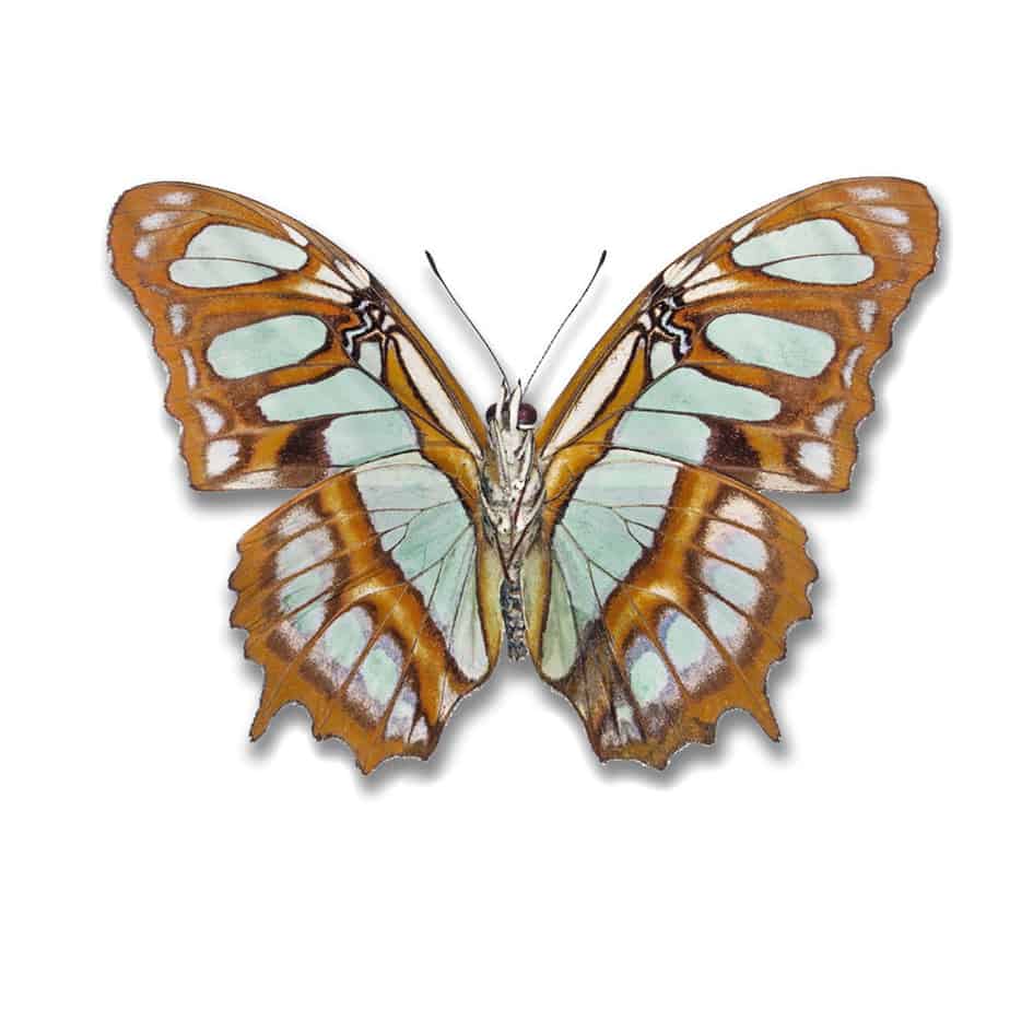Siproeta Victorina Stelenes Single Pendant