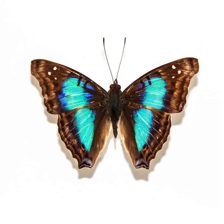 Doxocopa Cherubima Small Hind Wing Pendant