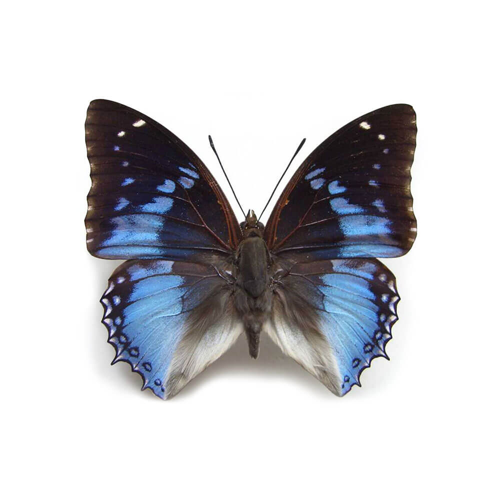 Charaxes Smaragdalis Small Hind Wing Pendant