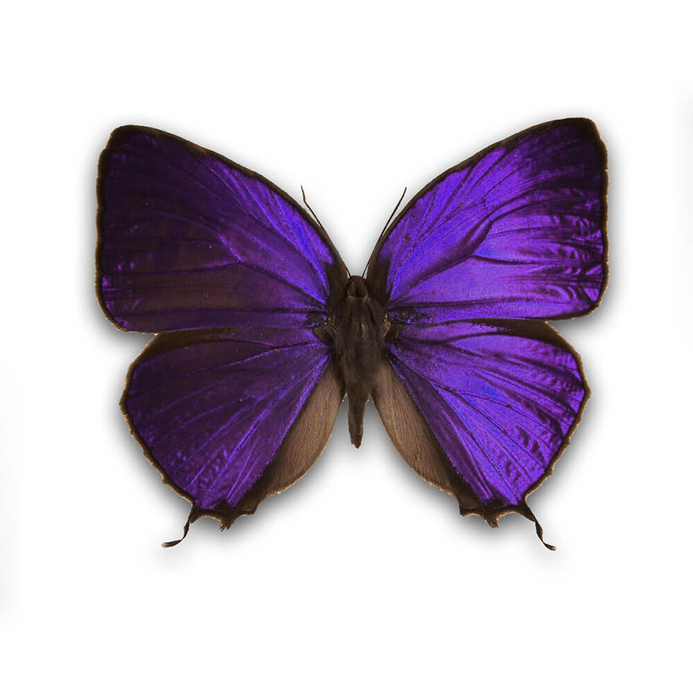 Arhopala Hercules Small Hind Wing Pendant