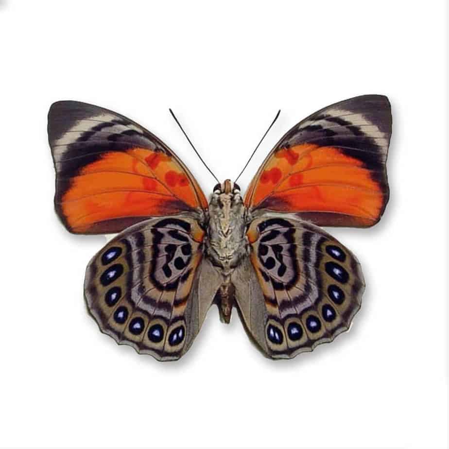 Agrias Claudina Lugens Single Pendant