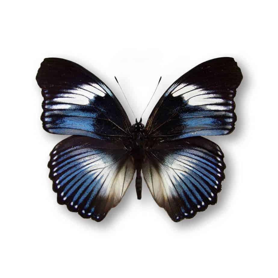 Hypolimnas Salmacis Single Pendant