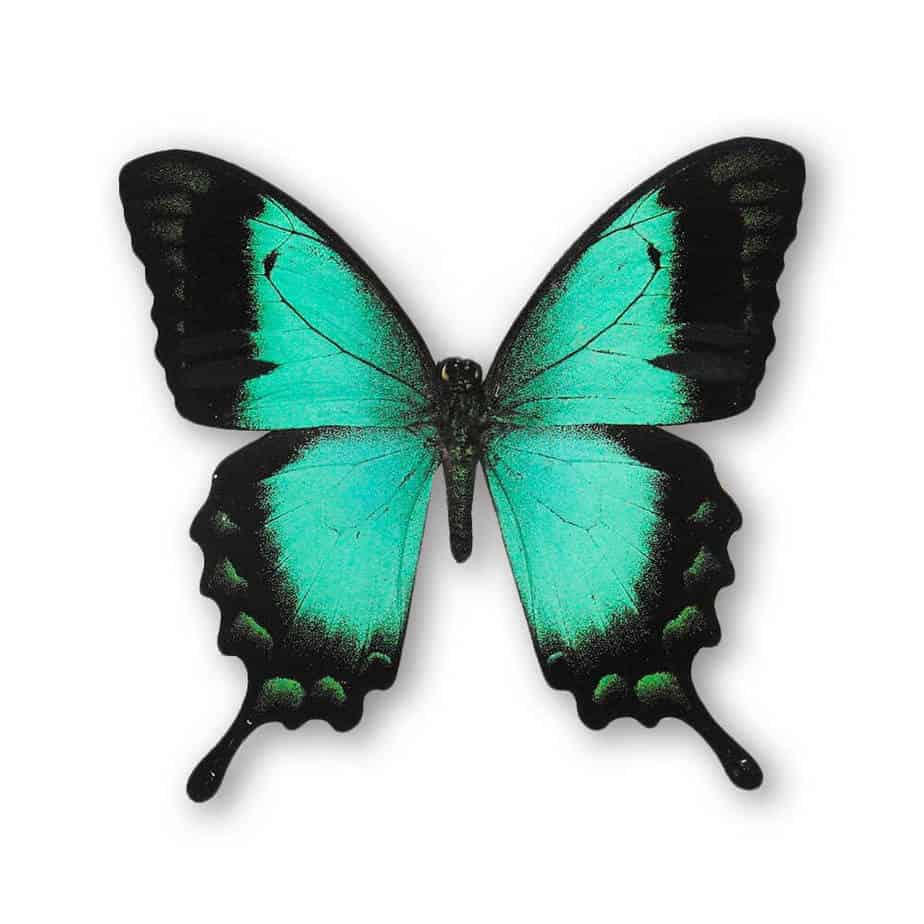 Papilio Lorquinianus Albertisi Single Pendant